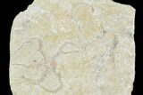 Three Jurassic Brittle Star (Ophiopetra) Fossil Plate - Solnhofen #111219-2